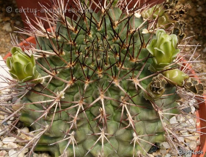Gymnocalycium schickendantzii pungens P1030560